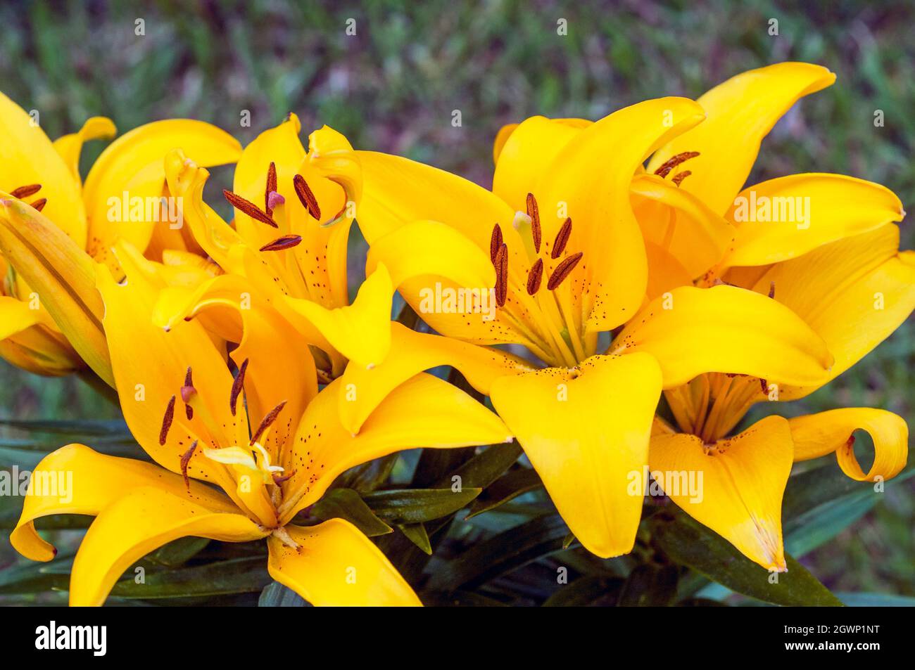 Gruppe von winzigen gelben asiatischen Hybridrilsen in der Grenze, die vor einem Hintergrund aus grünen Blättern Aufgestellt Sind, Eine 1a)-Unterteilung-Lilie mit nach oben gerichteten Blüten Stockfoto