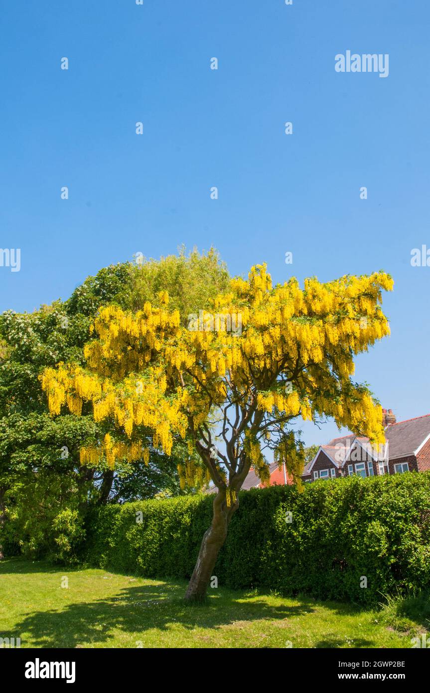 Gewöhnliche Laburnum anagyroides (Laburnum vulgare) mit Trauben von gelben Blüten im frühen Frühjahr auch Golden Rain genannt, ein Laub voll winterhart Baum Stockfoto