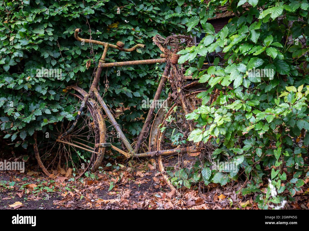 Altes rostiges holländisches Fahrrad, das zu einer grünen Hecke verwachsen ist, isoliert Stockfoto