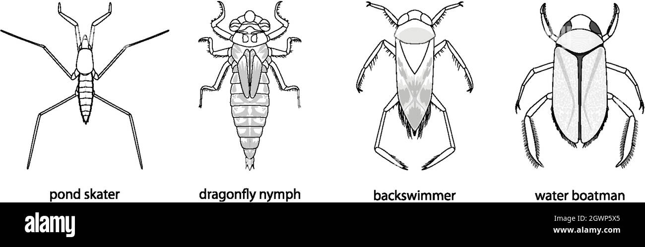 Set von verschiedenen Arten von Käfern und Käfern mit Namen Stock Vektor