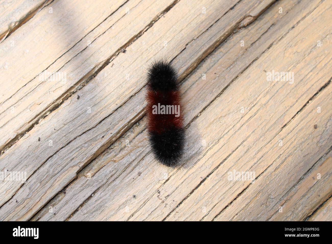 Ein Wolly Bear Caterpillar Stockfoto