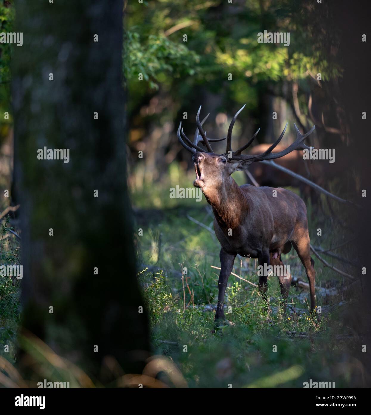 Rotwild (Cervus elaphus) brüllt im Wald in der Paarungssaison im Spätsommer. Wildtiere in natürlichem Lebensraum Stockfoto