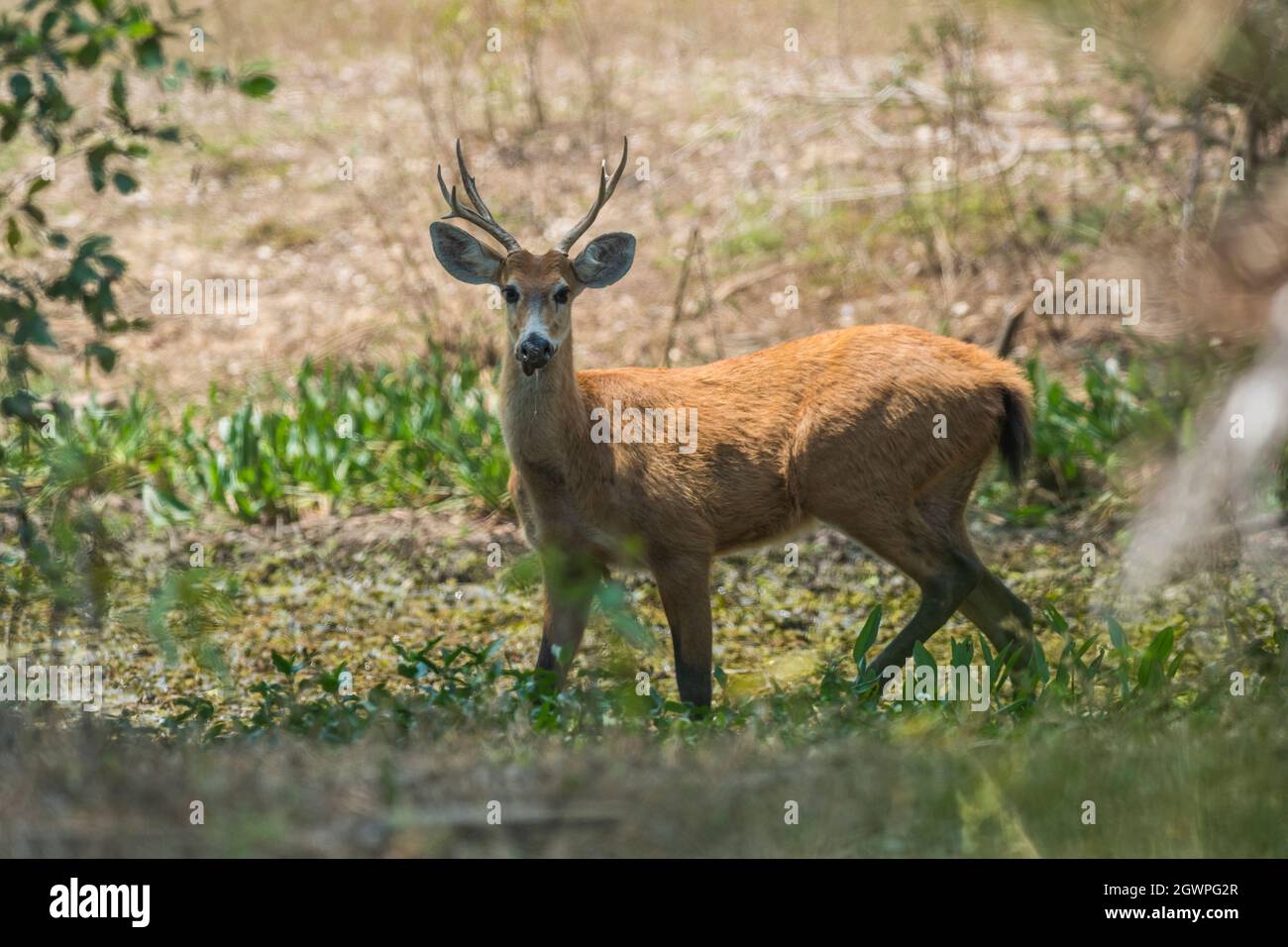 Marschhirsche in der Umgebung des Pantanal-Waldes, Pantanal , Mato Grosso, Brasilien. Stockfoto