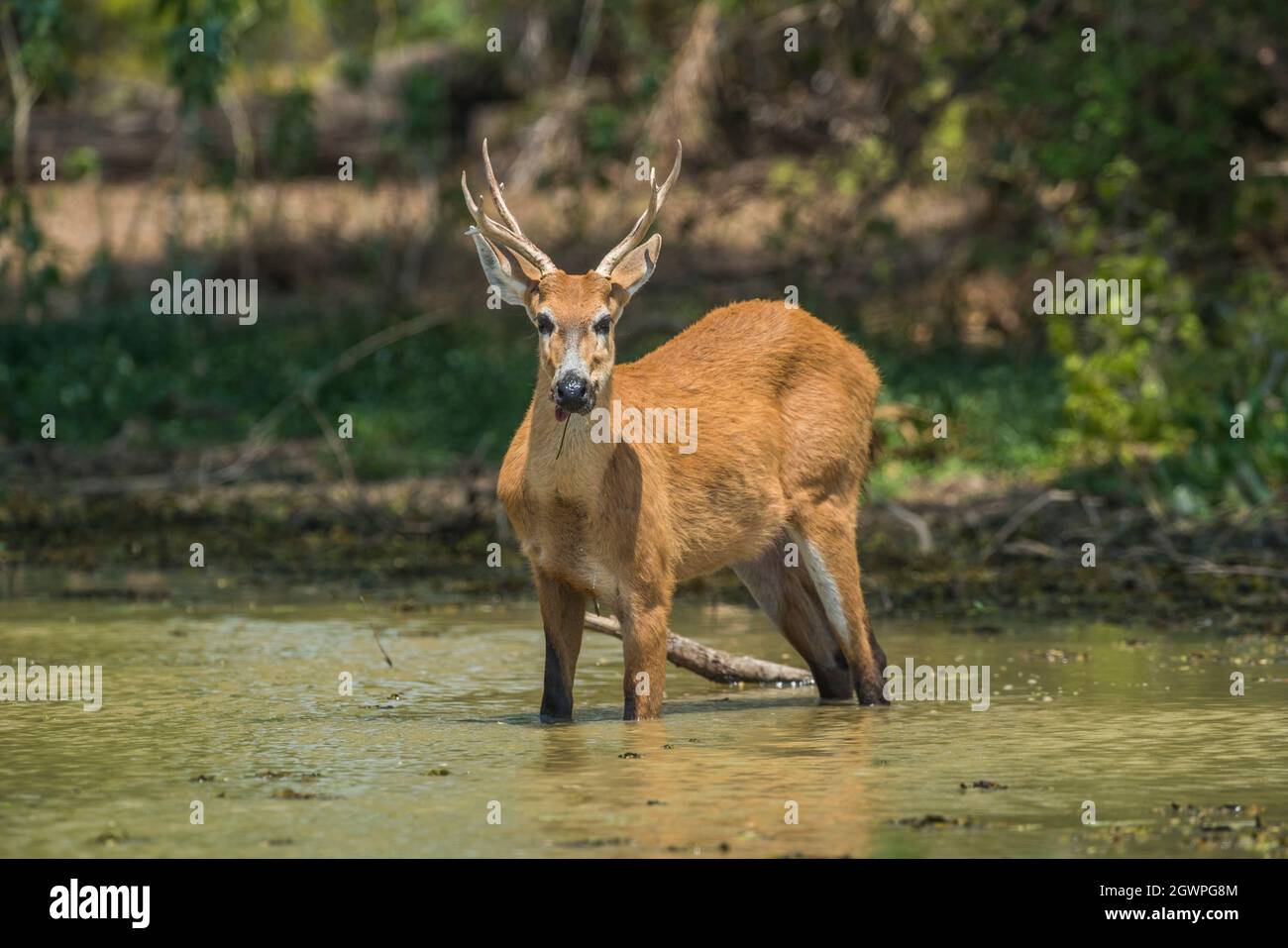 Marschhirsche in der Umgebung des Pantanal-Waldes, Pantanal , Mato Grosso, Brasilien. Stockfoto