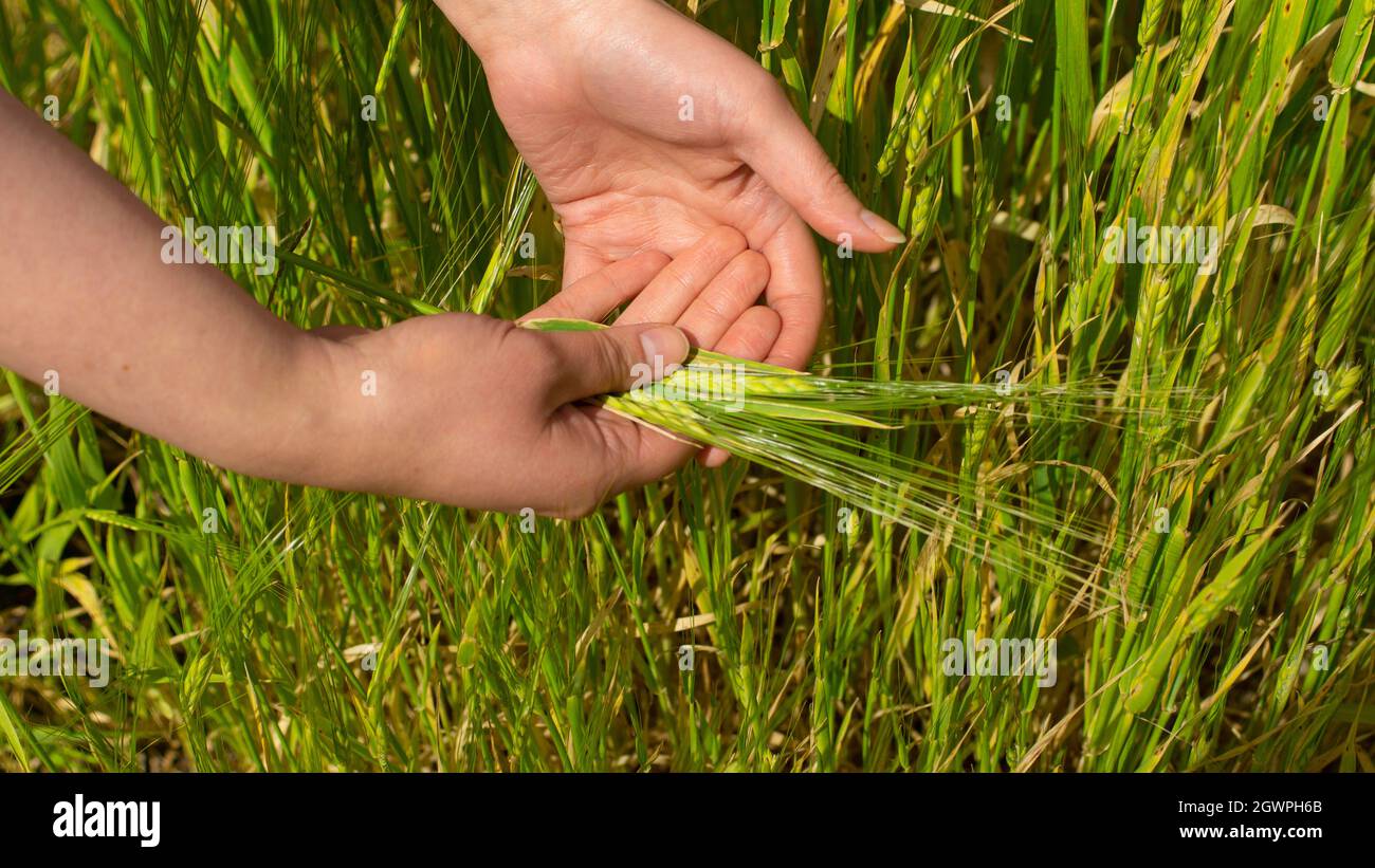 Nahaufnahme der Hände einer Frau, die eine Gruppe frisch gezupfter grüner Weizenohren auf dem Hintergrund der Weizenernte hält Stockfoto