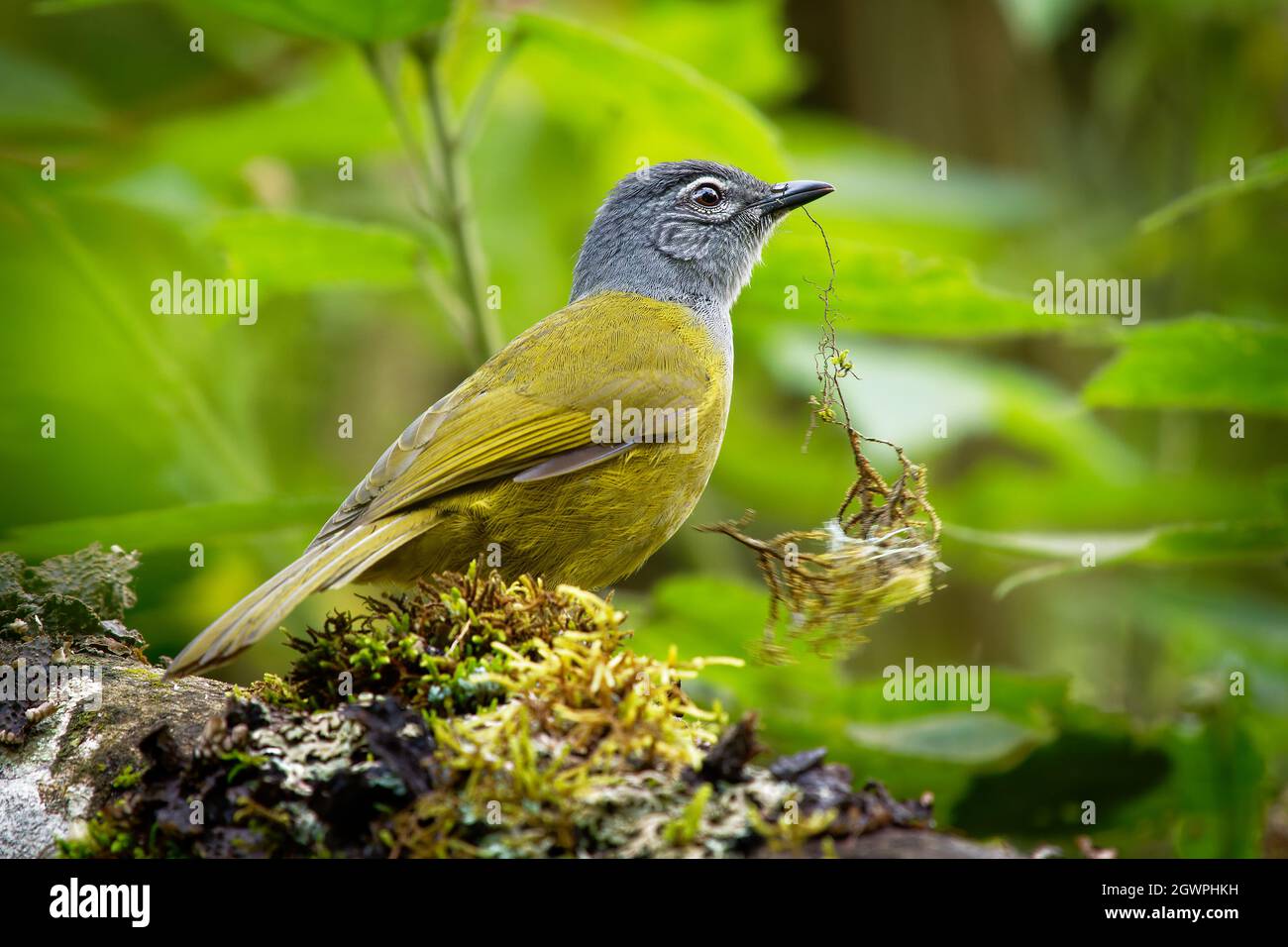 Eastern Mountain Greenbul - Arizelocichla nigriceps Arten von bulbul Familie von Singvögeln, in Ostafrika gefunden, grün und grau Vogel nisten Stockfoto