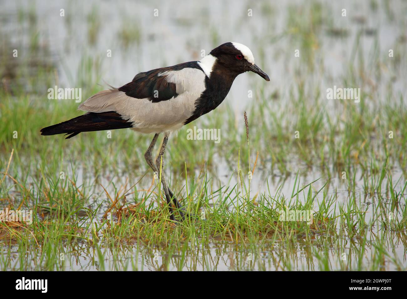 Schmied Kiebitz oder Schmied Pfrover - Vanellus armatus ist schwarz-weiß und grau Vogel häufig von Kenia durch Zentral-Tansania nach Süd-A Stockfoto