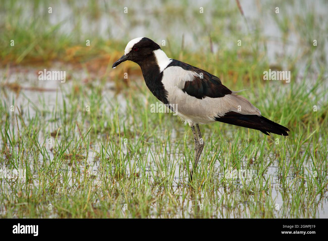 Schmied Kiebitz oder Schmied Pfrover - Vanellus armatus ist schwarz-weiß und grau Vogel häufig von Kenia durch Zentral-Tansania nach Süd-A Stockfoto