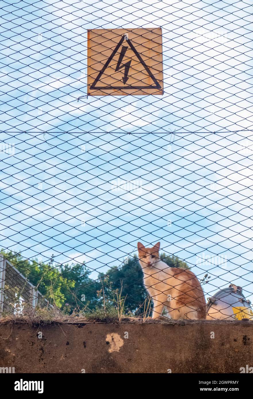 Eine kleine Katze hinter einem Netzzaun mit elektrischem Signal darauf, Toskana Stockfoto