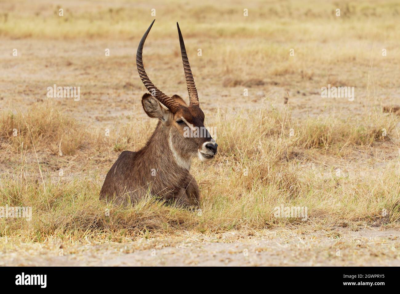 Gewöhnlicher Wasserbock - Kobus ellipsiprymnus liegend große gehörnte Antilope, die in Subsahara-Afrika weit verbreitet ist, in der Familie Bovidae, von Angesicht zu Angesicht, s Stockfoto