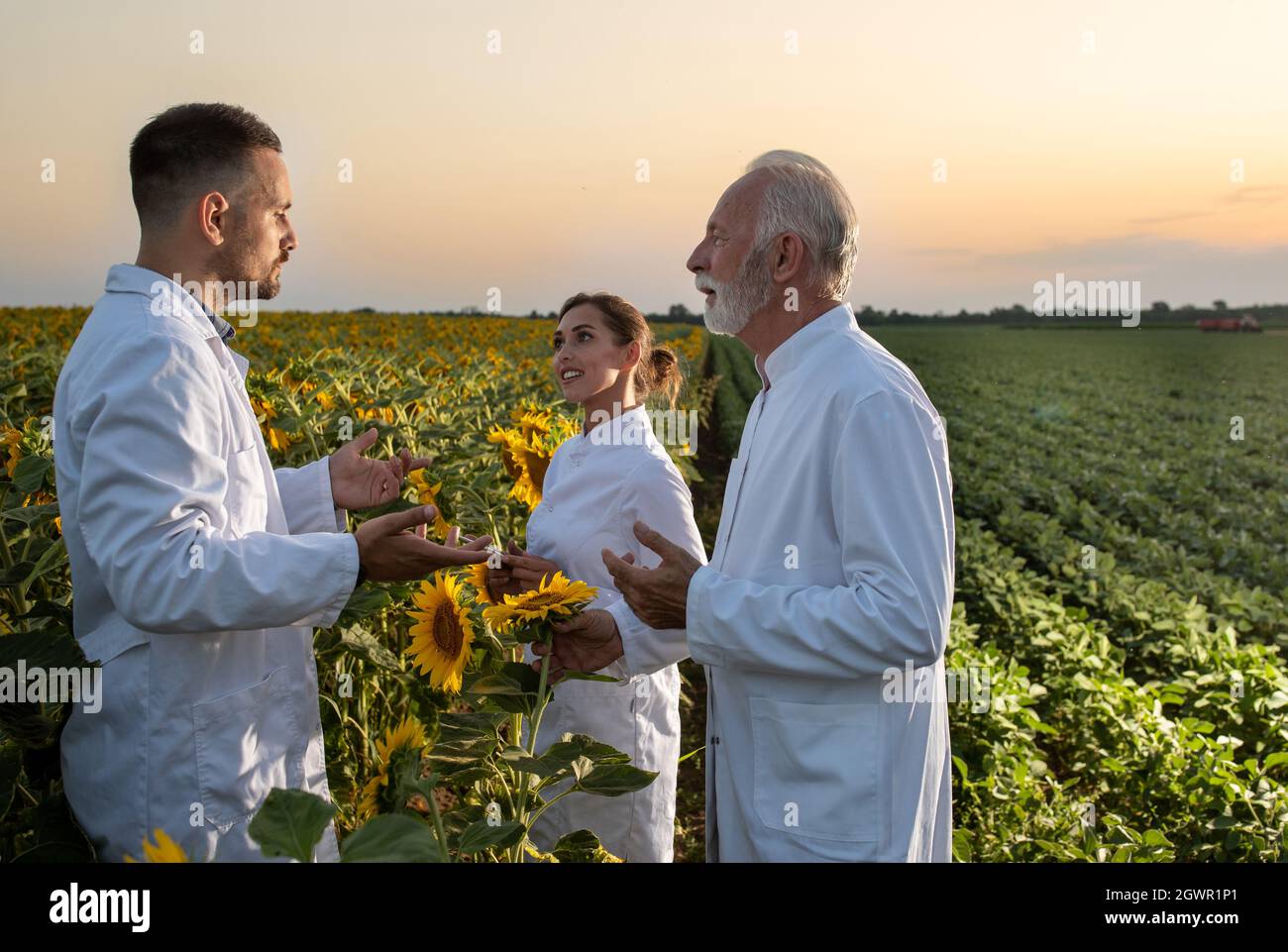 Ältere und junge Wissenschaftlerinnen, die bei Sonnenuntergang im Feld stehen und zuhören. Junger Biologe mit weißem Mantel erklärt. Stockfoto