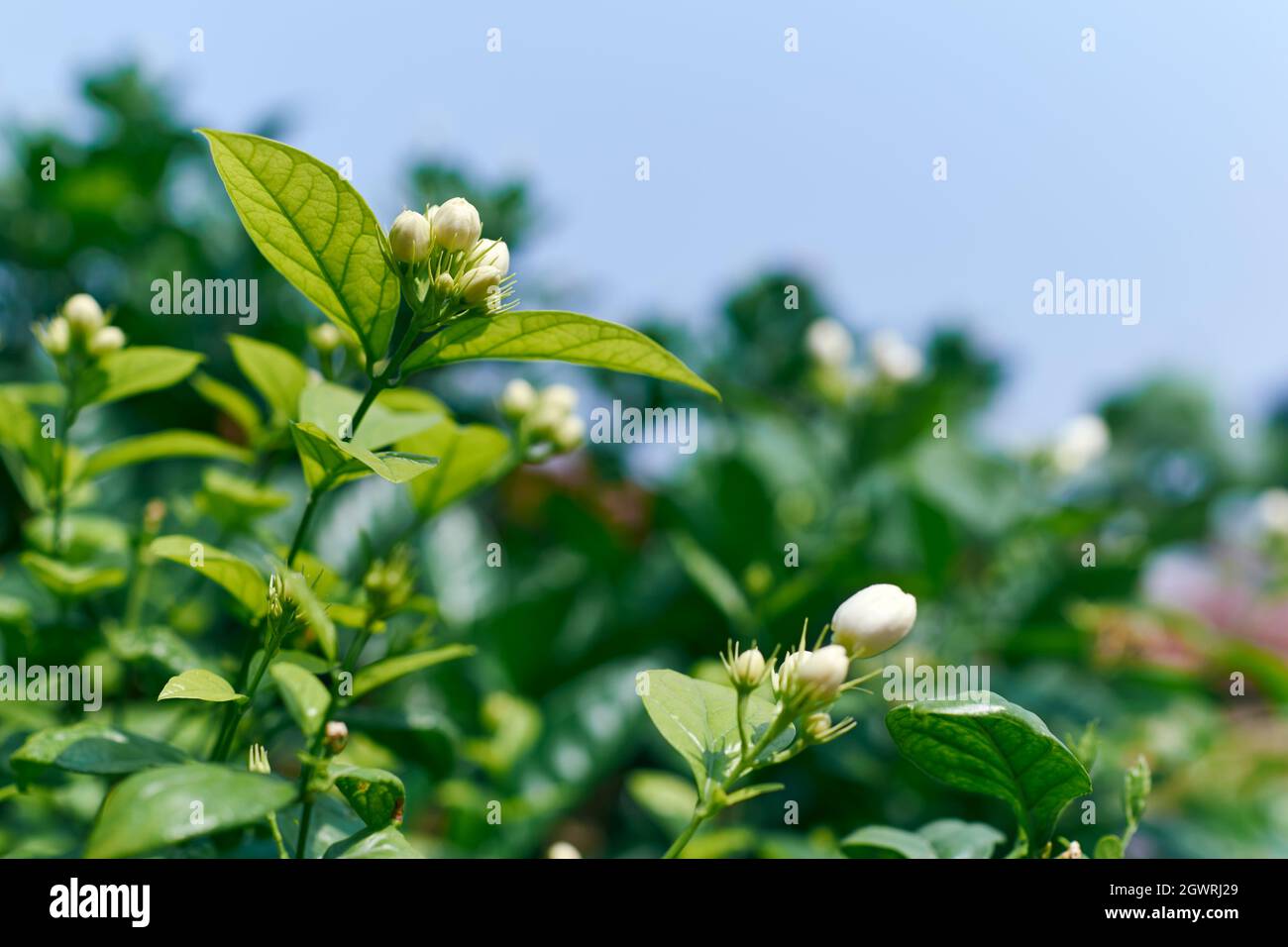 Knospen aus weißem Mogra, arabischem Jasmin oder Jasminum Sambac in Einem  Dachgarten Stockfotografie - Alamy