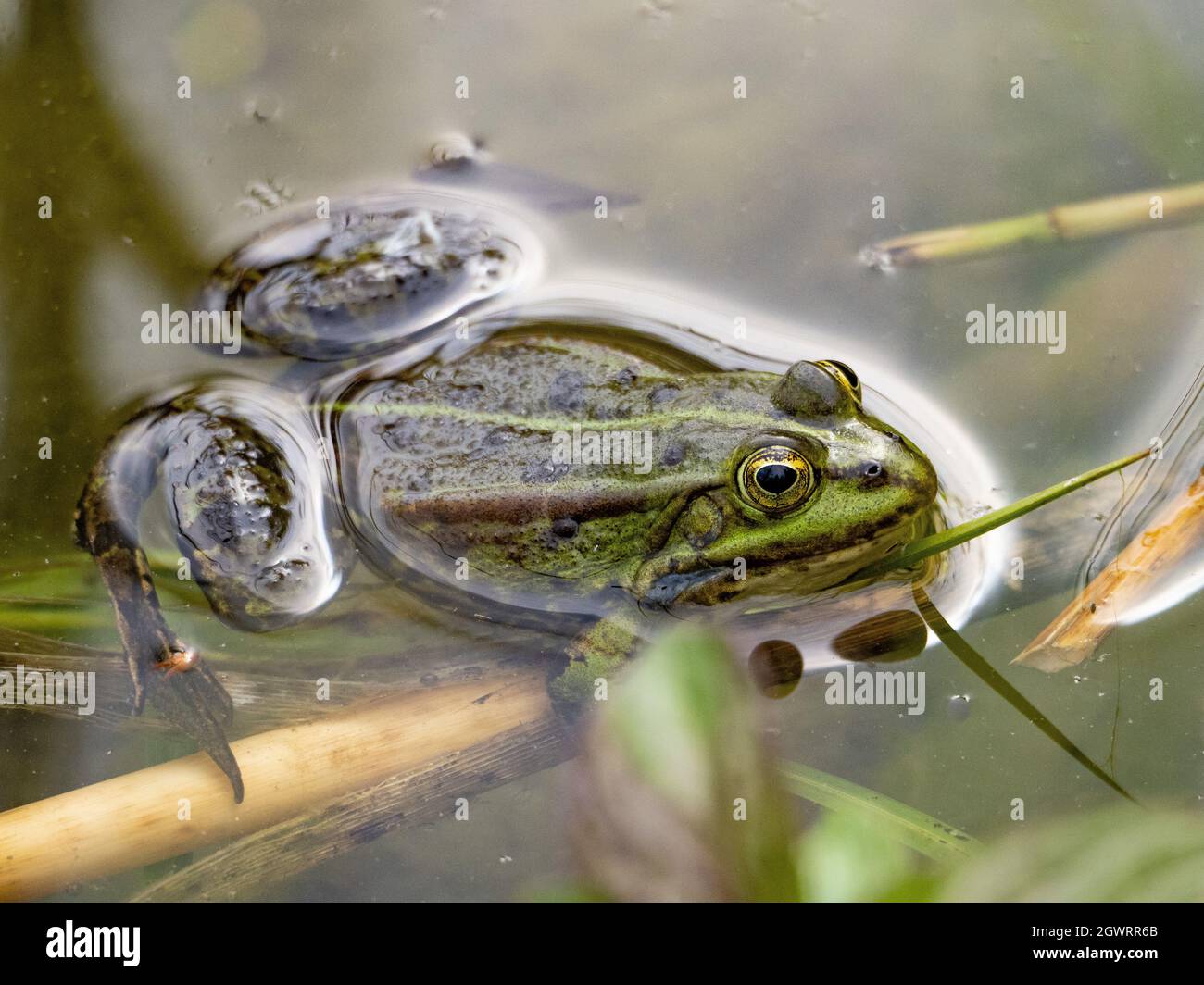 Nahaufnahme der Frosch Schwimmen im See Stockfotografie - Alamy