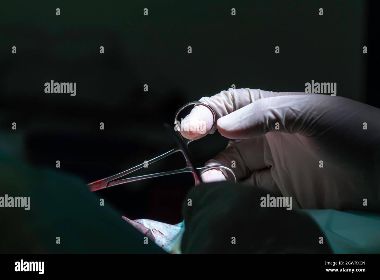 Kastration männer Fotos und Bildmaterial in hoher Auflösung Alamy