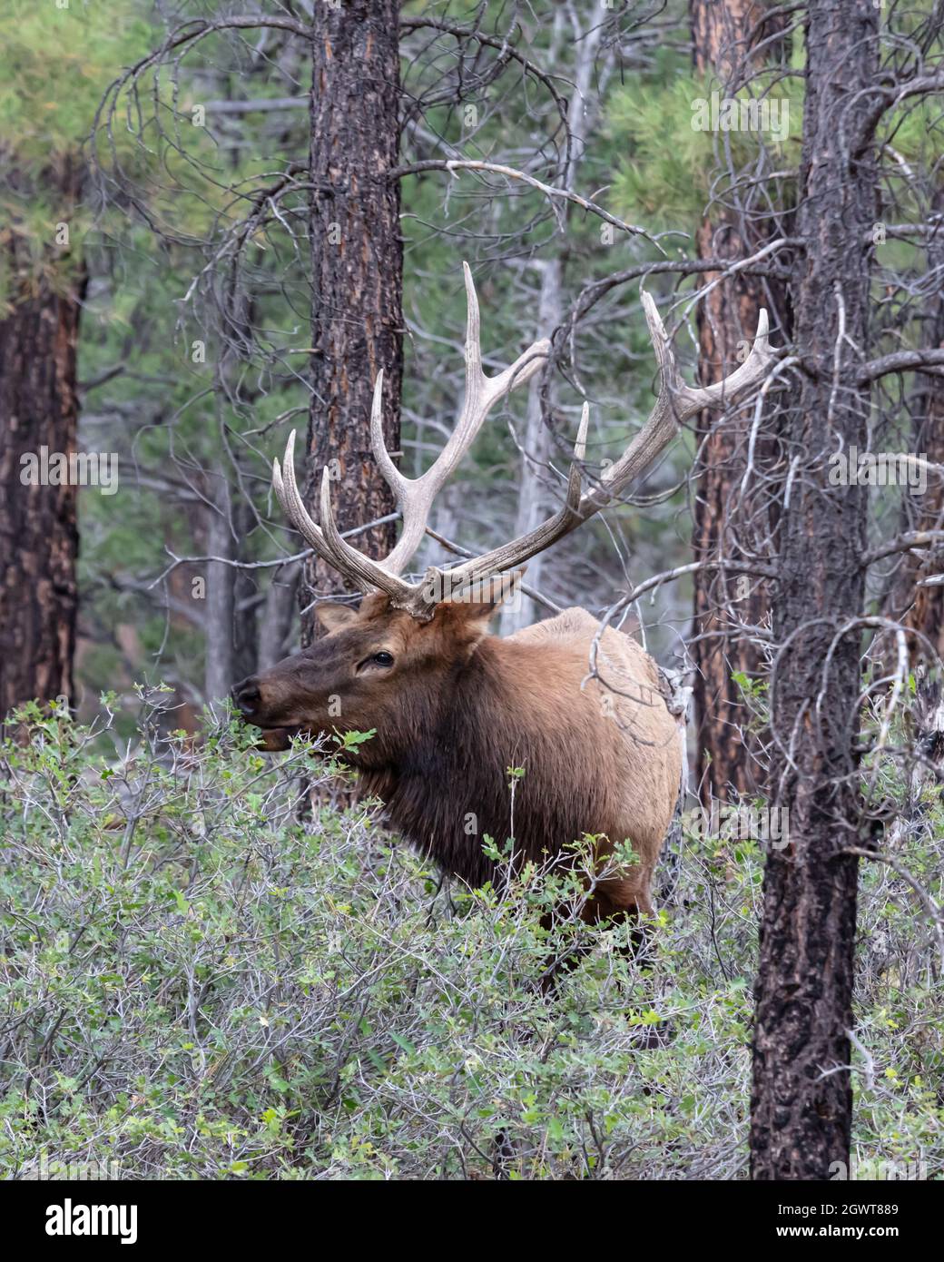 Nahaufnahme von Rocky Mountain Elk (Cervus elaphus nelsoni, Rocky Mountain Nationalpark. Männchen mit großem Geweih, Wald im Hintergrund. Stockfoto