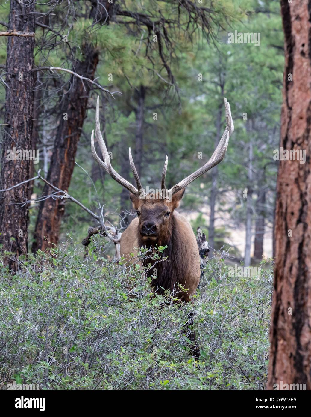 Nahaufnahme von Rocky Mountain Elk (Cervus elaphus nelsoni, Rocky Mountain Nationalpark. Männchen mit großem Geweih, Wald im Hintergrund. Stockfoto