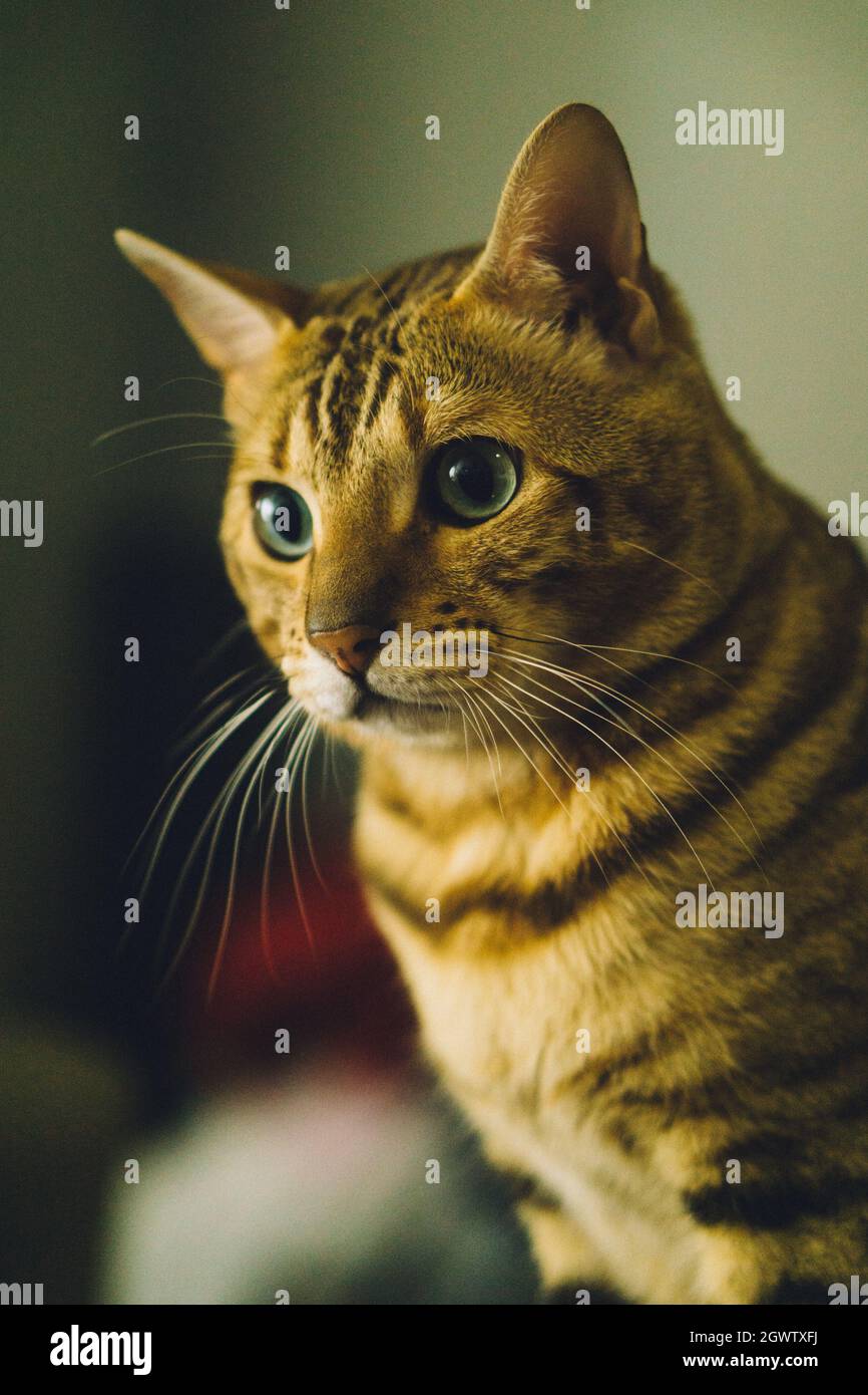 Die bengalische Katze namens Rex Stockfoto