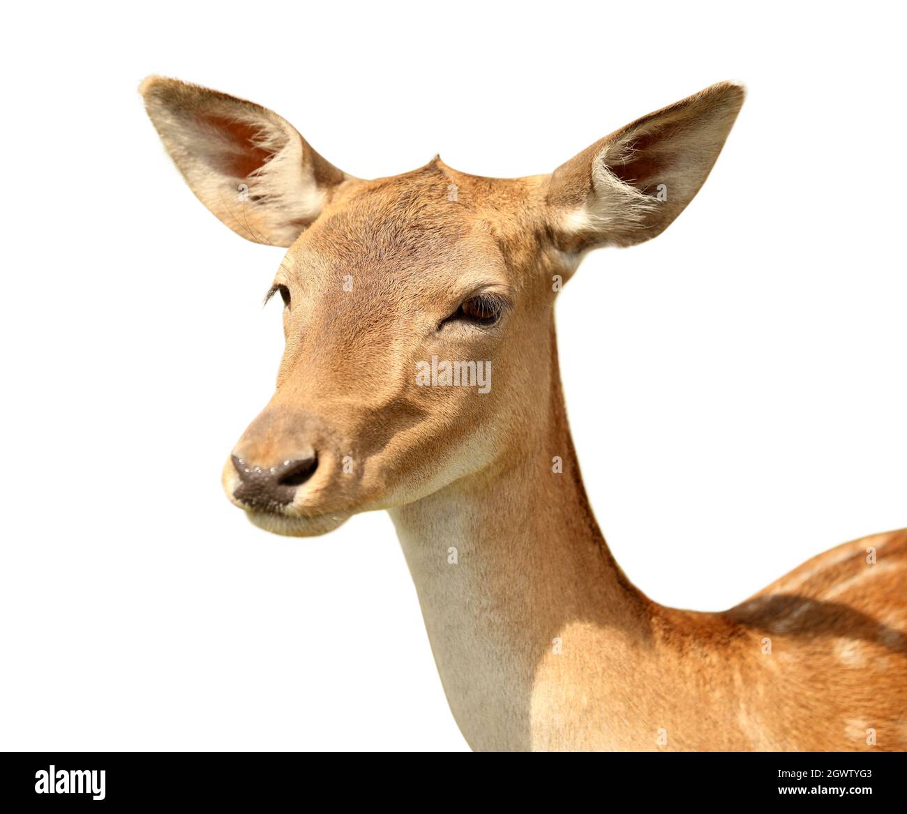 Gedappter Hirsch auf weißem Hintergrund Stockfoto