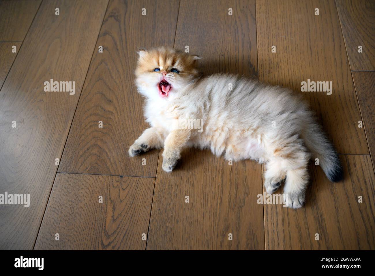 Kätzchen öffnet seinen Mund weit gähnend sieht Zähne und Zunge, Katze gerade aufgewacht und ist schläfrig, Draufsicht auf Katze schlafen auf Holzboden im Zimmer, Britisch l Stockfoto