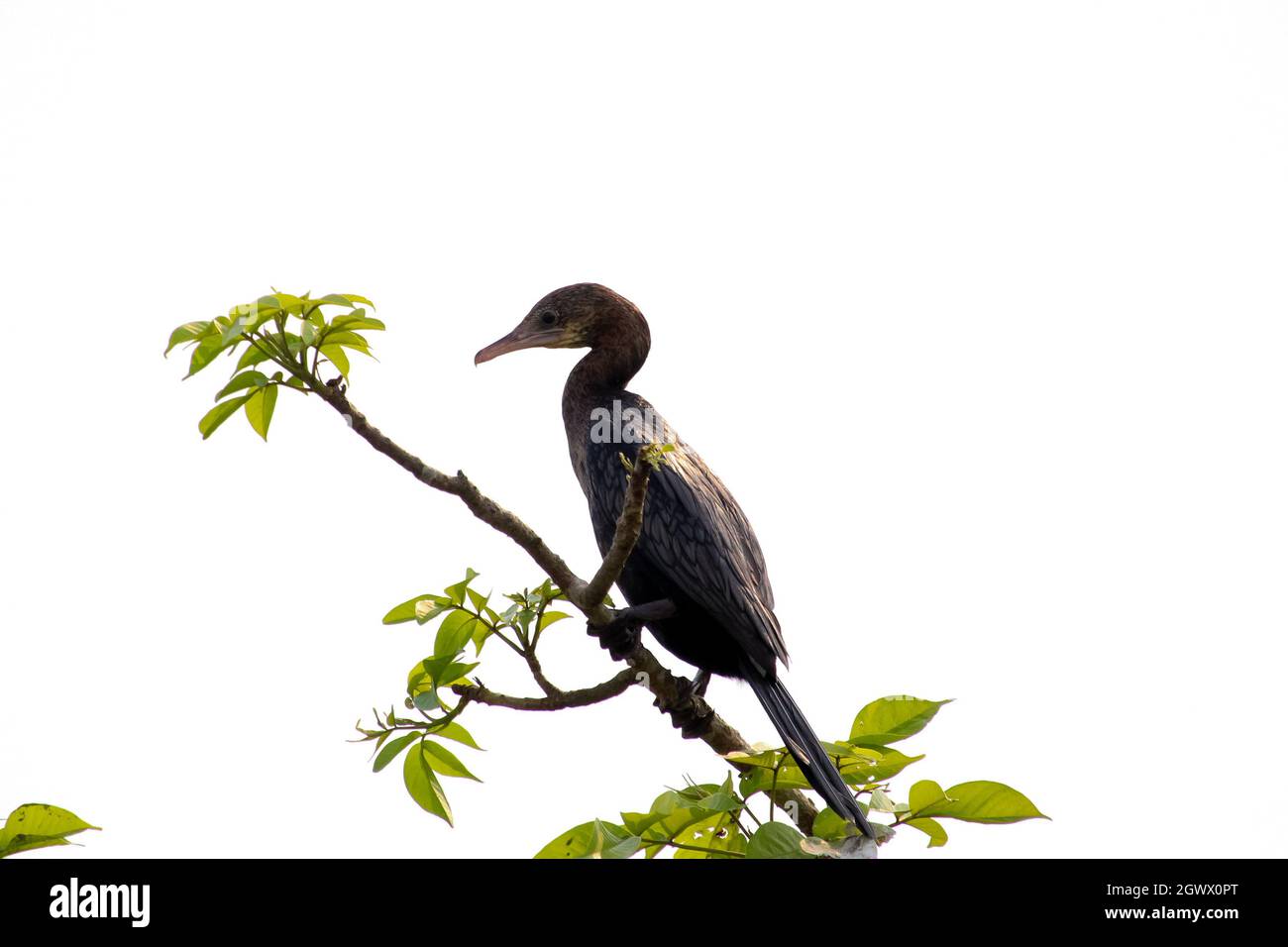 Der hübsche indische kleine Kormoran-Vogel sitzt in einem Ast und sucht sein Futter Stockfoto