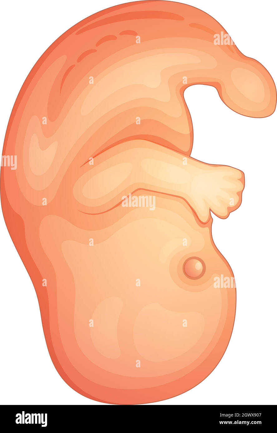 menschlicher embryo Stock Vektor