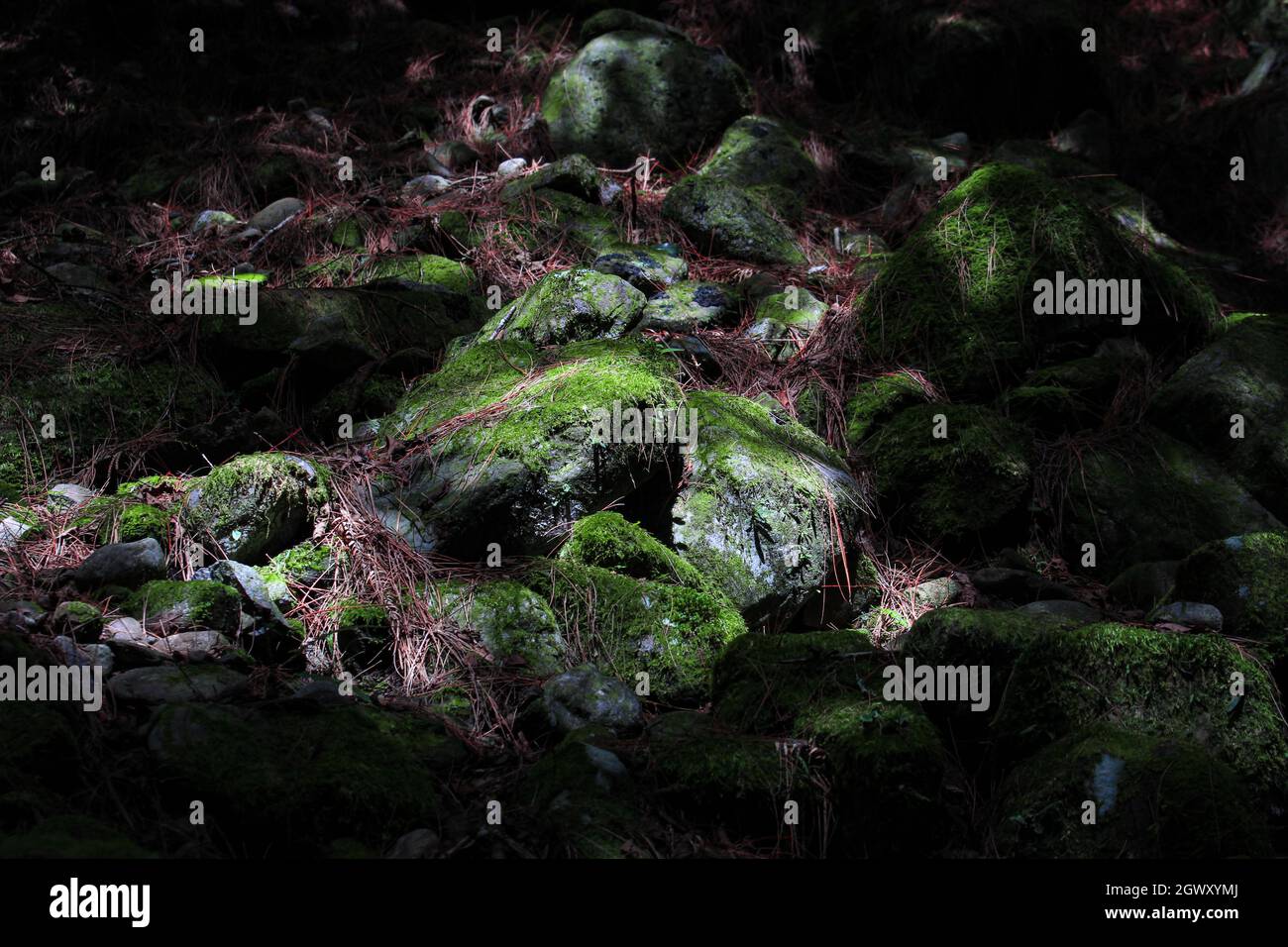 Moos wachsen auf Felsen im Wald Stockfoto