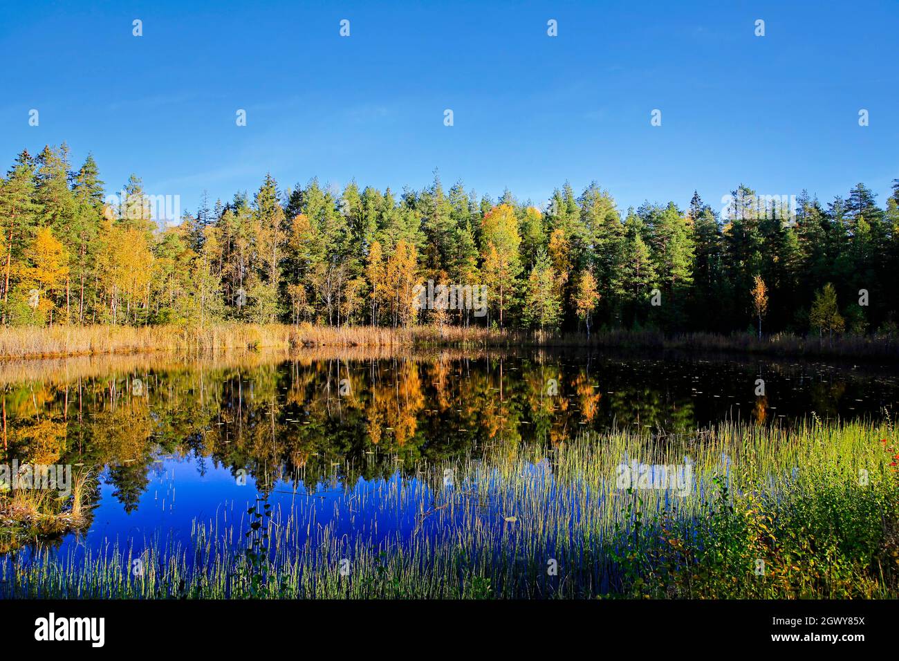 Der kleine Sumpfsee Kolmperä in Salo, Südfinnland, ist an einem schönen Tag Ende September 2021 in lebendigen Herbstfarben gehalten. Stockfoto