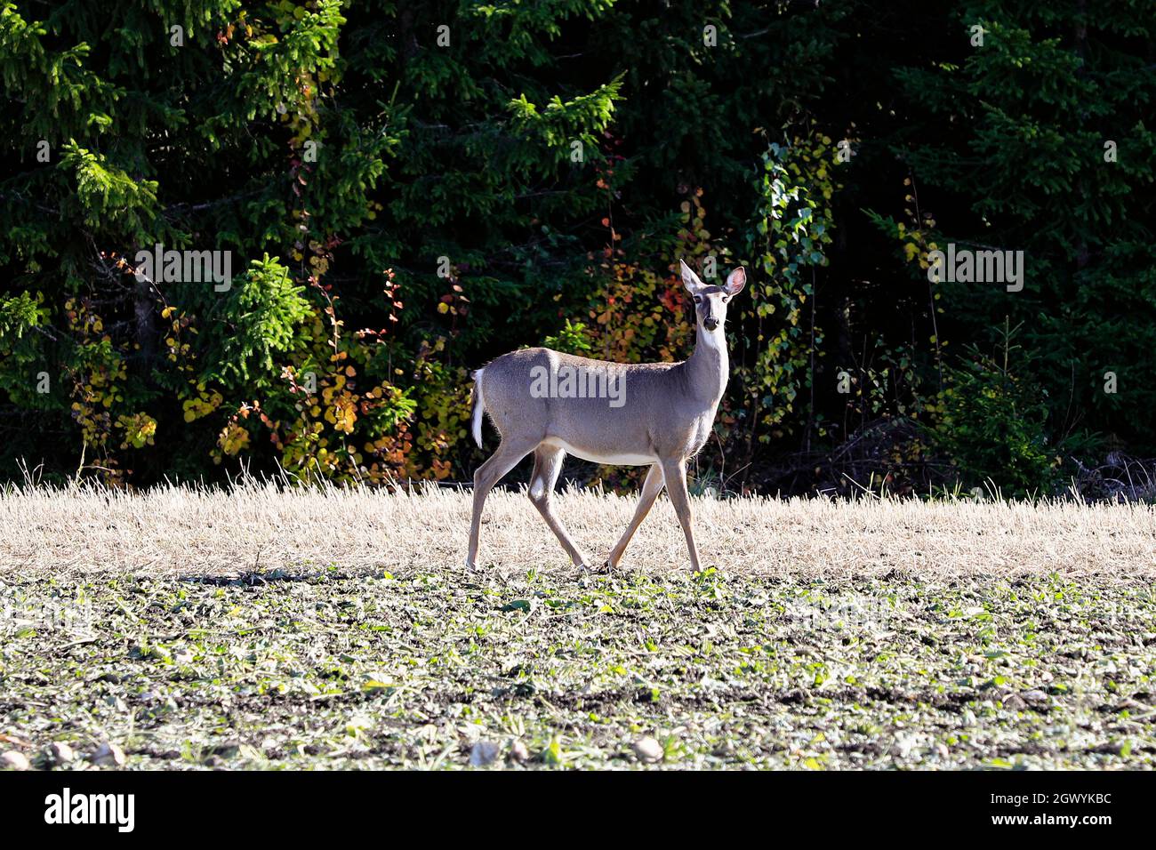 Weißschwanzhirse, erwachsenes Tier, auf geerntetem Zuckerrübenfeld an einem Herbsttag in Finnland. Der Hirsch fress Zuckerrübenblätter, bis er alarmiert wurde. Stockfoto