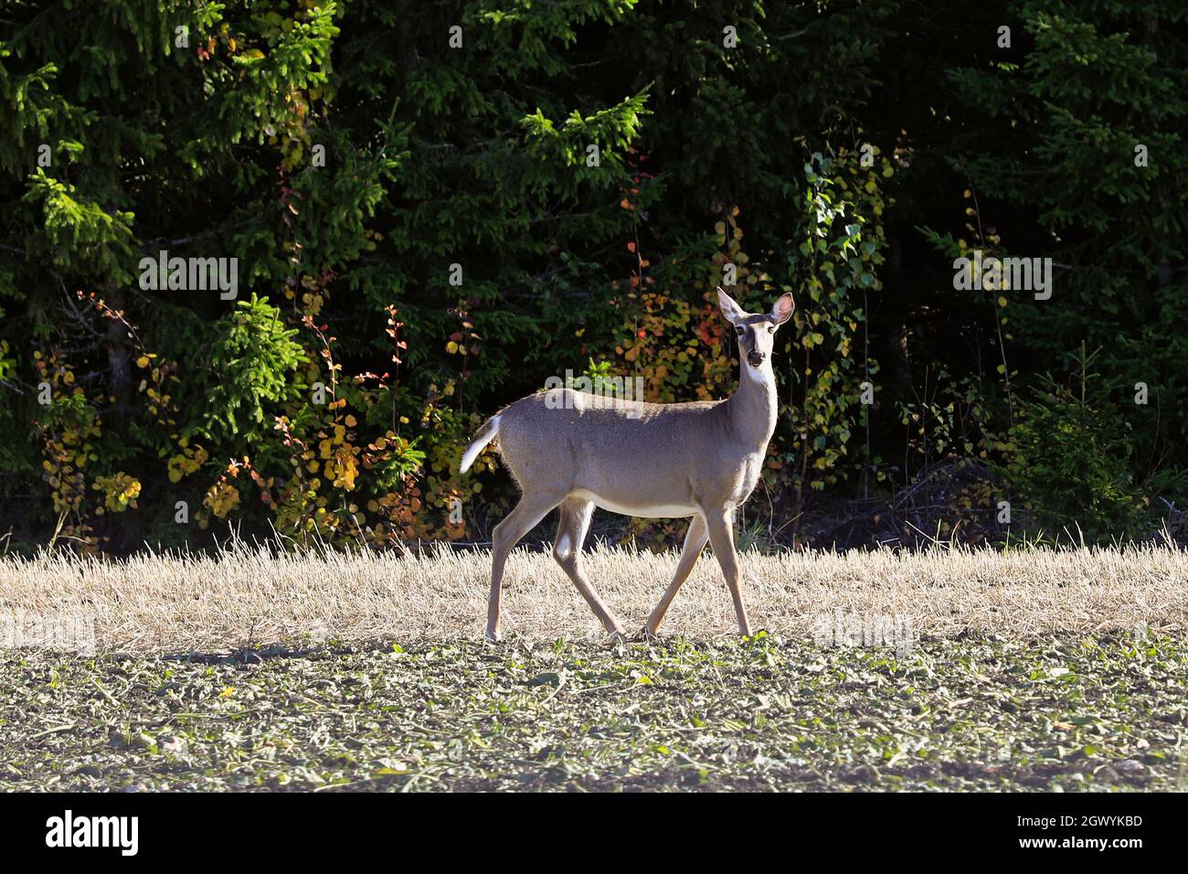 Weißschwanzhirse, erwachsenes Tier, auf geerntetem Zuckerrübenfeld an einem Herbsttag in Finnland. Der Hirsch fress Zuckerrübenblätter, bis er alarmiert wurde. Stockfoto