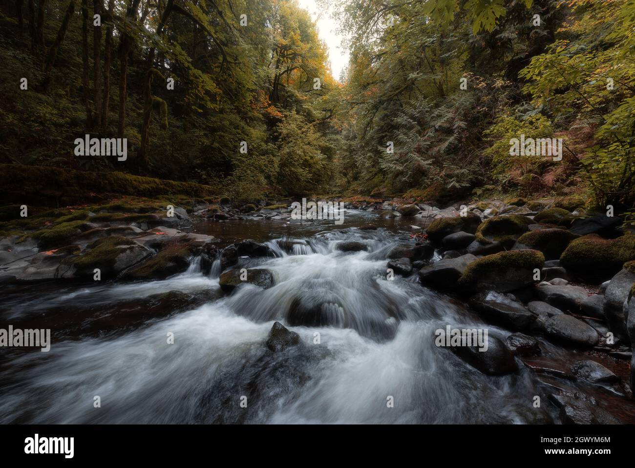 Creek fließt durch die wunderschöne Herbstwaldlandschaft im Pazifischen Nordwesten der Vereinigten Staaten Stockfoto