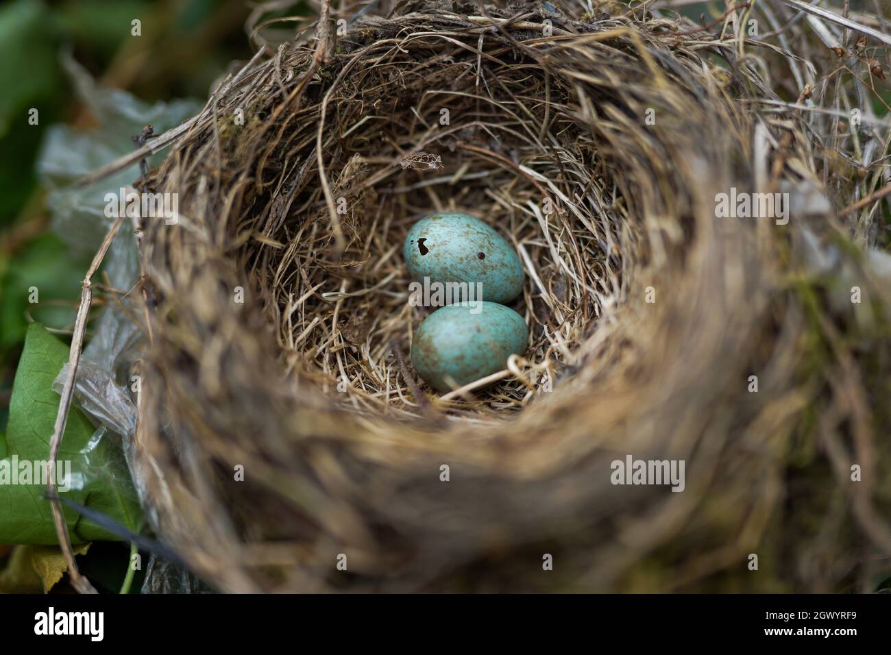 Hohe Betrachtungswinkel der Vogel im Nest Stockfoto