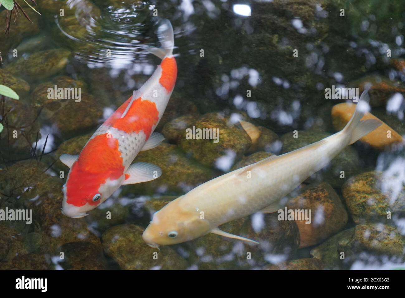Japanischer karpfen fisch Fotos und Bildmaterial in hoher Auflösung