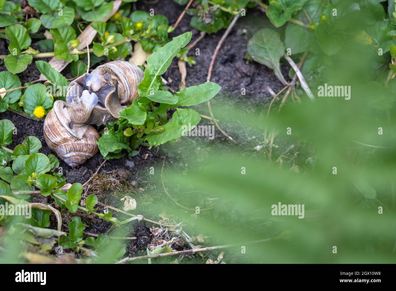 Der Garten ist lebendig: römische Schnecken - Helix pomatia - paaren sich im Garten Stockfoto