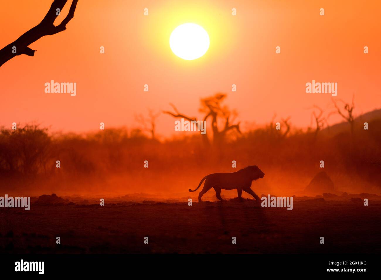 Männlicher Löwe bei Sonnenaufgang, Botswana, Afrika Stockfoto
