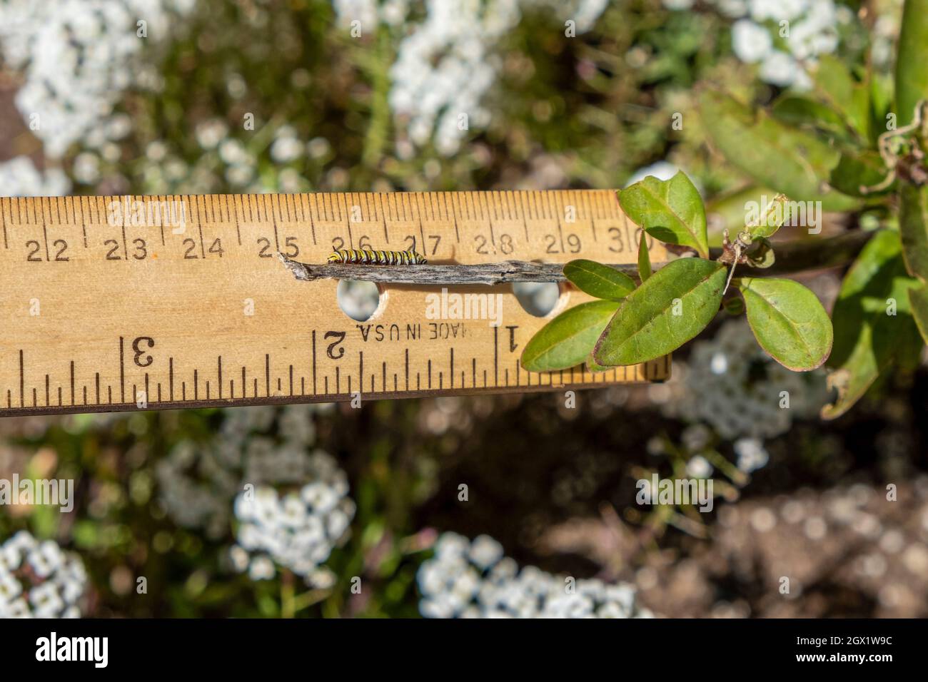 Drittes Stadium westlicher Monarch Schmetterling Caterpillar kriecht auf Zweig über dem Lineal und zeigt das Maß auf dem Lineal von 13mm Stockfoto