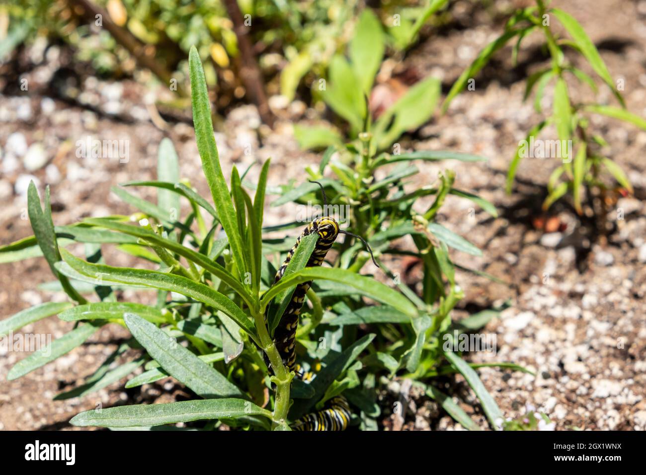 Monarch Schmetterling Raupe, Larvenstadium, Makrogesicht essen Milchkrautpflanze, Asclepias fascicularis Stockfoto