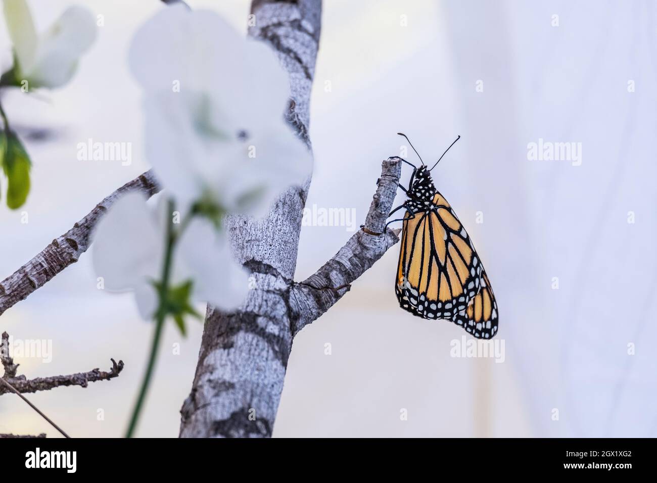 WESTERN Monarch Butterfly, Danaus plexippus, erwachsen, Seitenansicht aus der Nähe in einem neblig weißen kalifornischen Hausgarten, der sich an einem Zweig klammerte und den Betrachter ansah Stockfoto