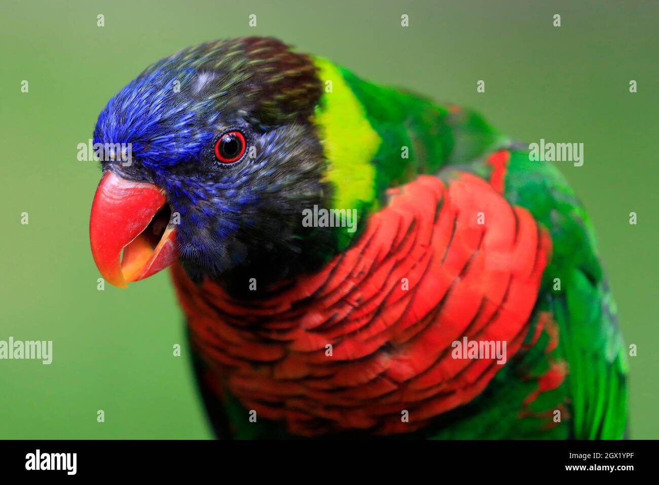 Rainbow Lorikeet Portrait auf grünem Hintergrund Stockfoto