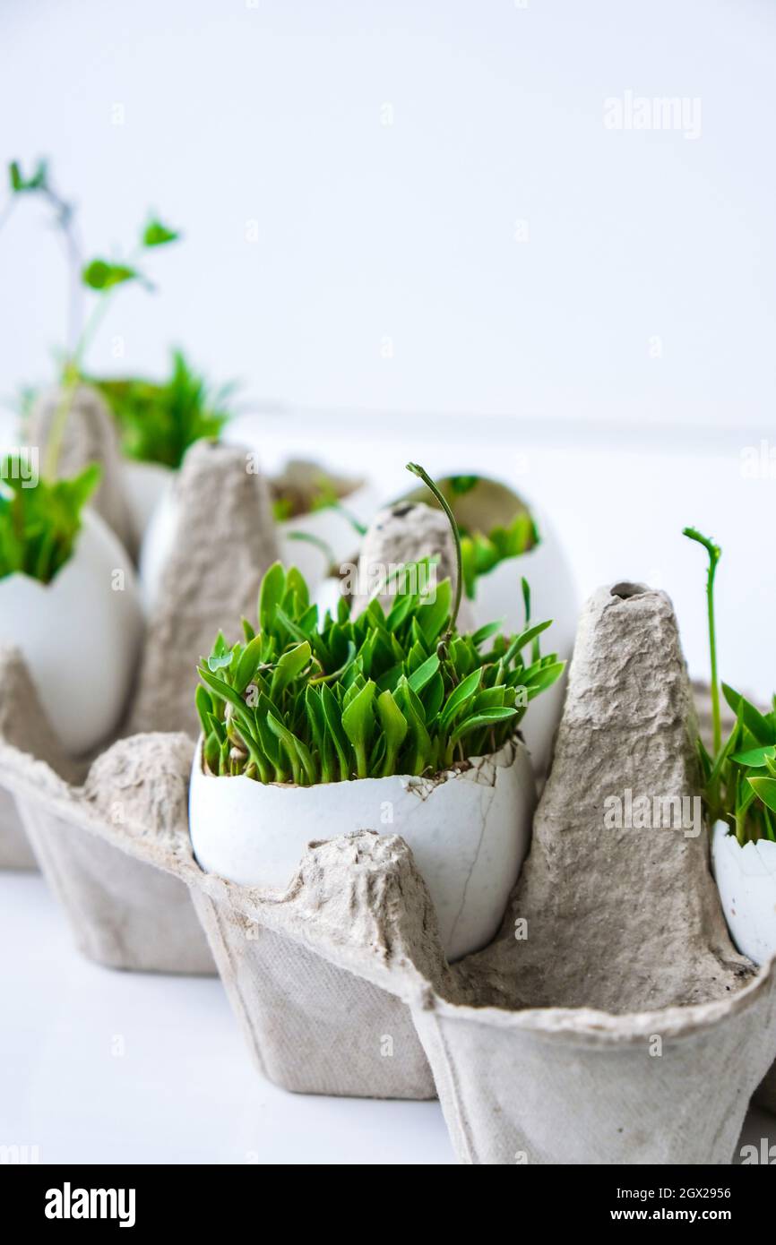 Frisches Micro Greens. Die Mikrogrünen von Rucola und Kresse wachsen in der weißen Eierschale. Kartons mit Sämlingen in Eierschale. Sämlinge ohne Kunststoff. G Stockfoto