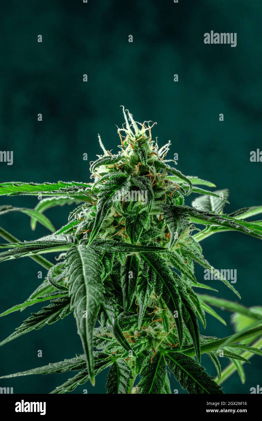Marihuana-Pflanze mit Kopierraum. Cannabisblätter und -Blüten in voller Blüte, fast bereit für die Ernte. Produktion von Cannabis für medizinische Zwecke Stockfoto