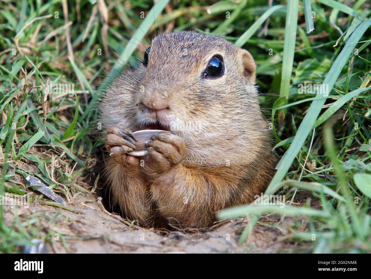 Cute Europen Ziesel essen in der natürlichen Umgebung, Nahaufnahme, Detail, Spermophilus citellus, Slowakei Stockfoto