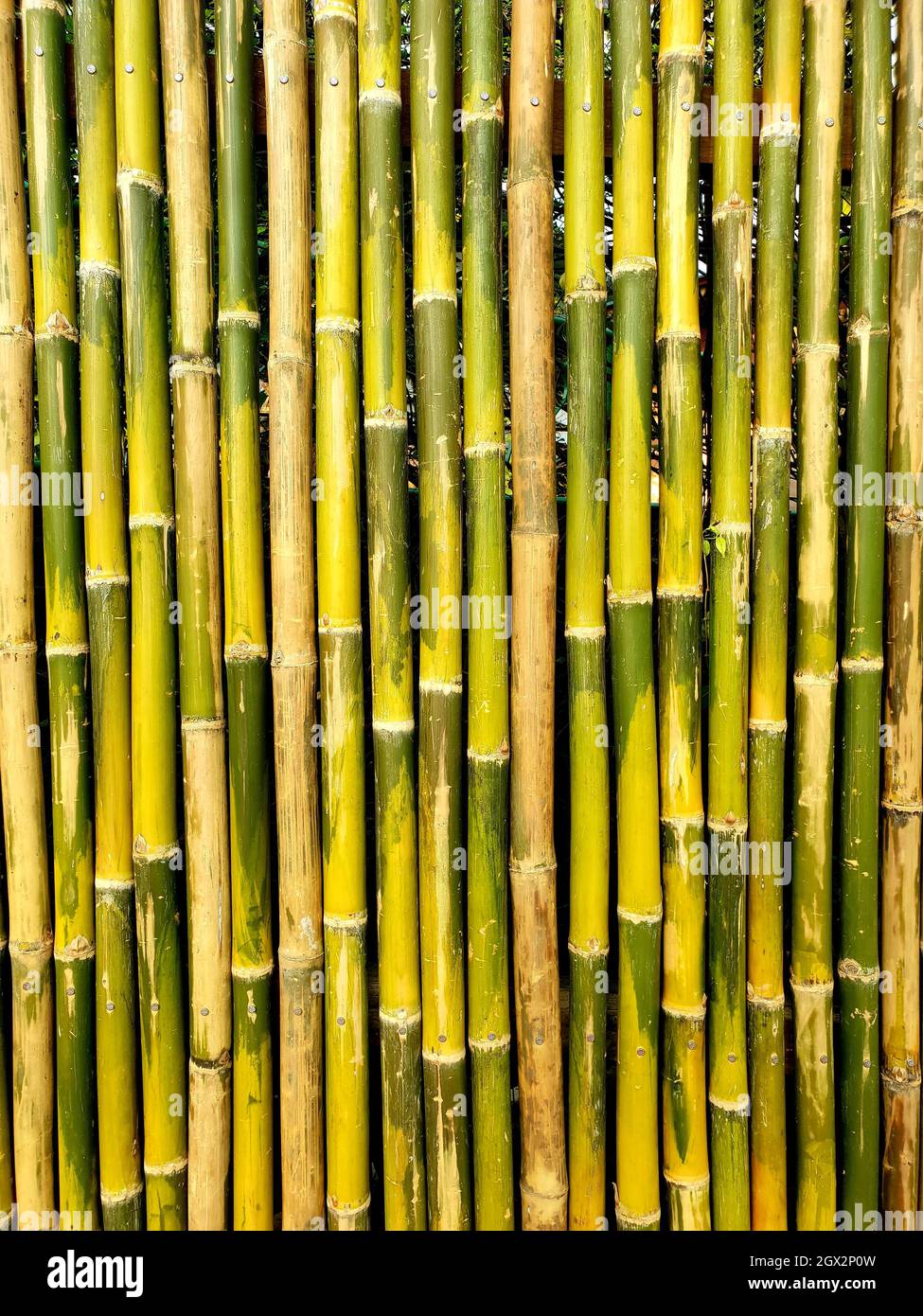 Wandmuster Aus Bambus. Schöne Bamboo Farbe Bamboo Wand schöne natürlich  aussehende Hintergrund Stockfotografie - Alamy
