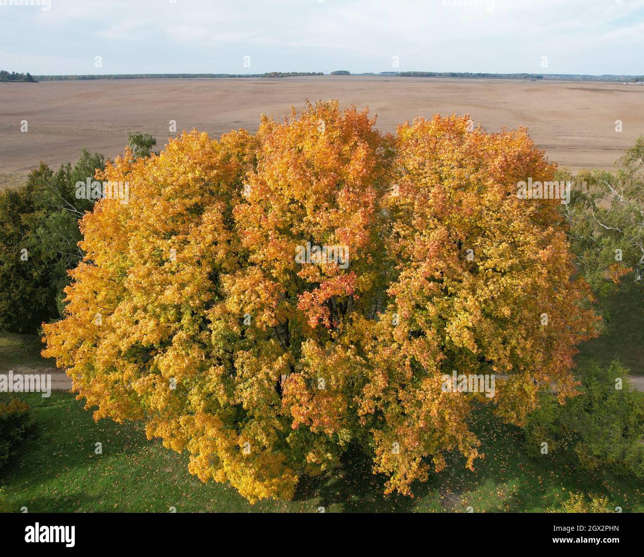 Goldene Farbe Blätter auf riesigen Baum Luftdrohne Blick auf ländlichen Hintergrund Stockfoto