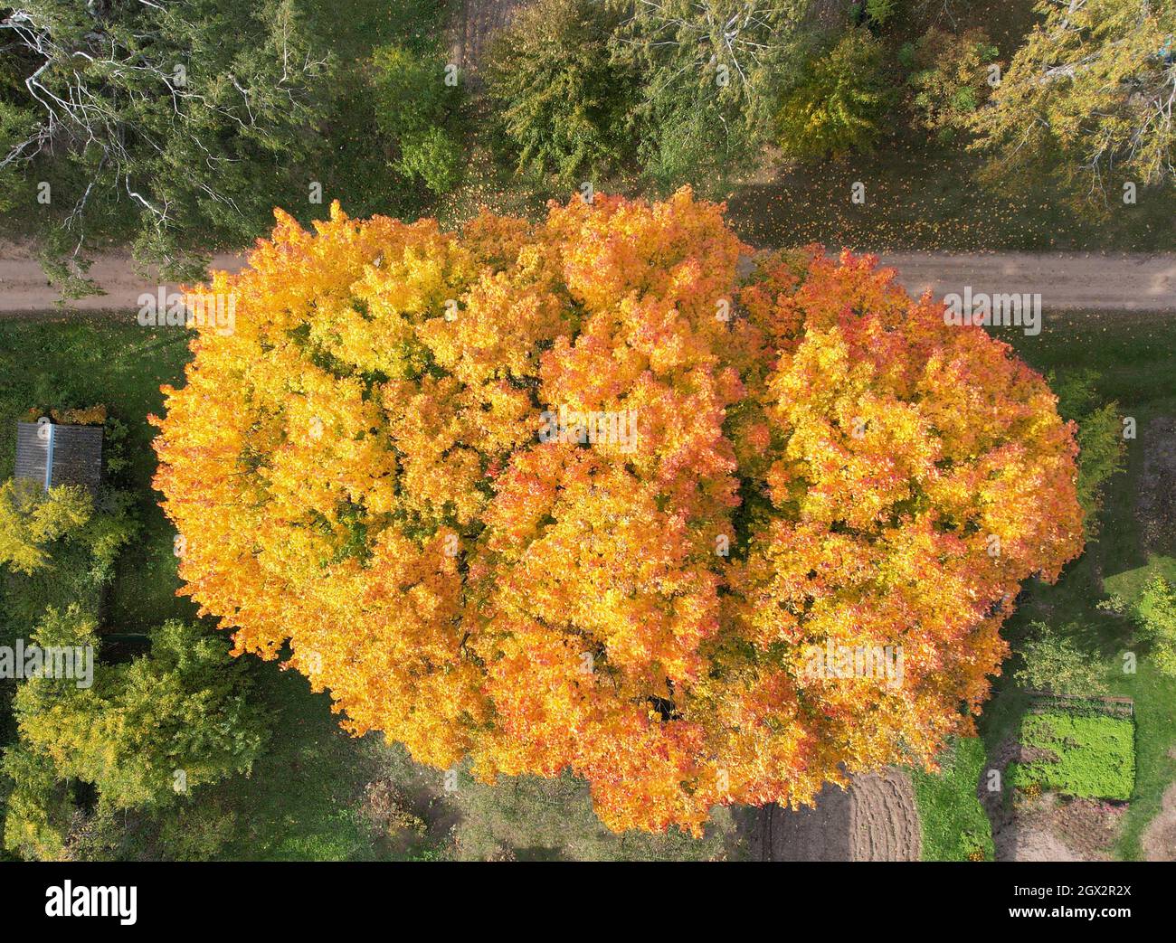 Leuchtend orangefarbener Baum in der Herbstsaison aus der Vogelperspektive Stockfoto