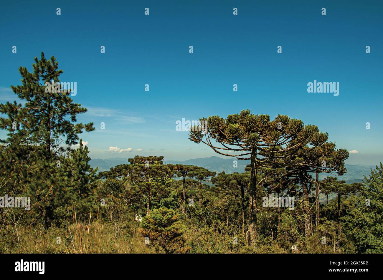 Baumkronen auf Einem Kiefernwald im Freilichtmuseum Felicia Leirner in der Nähe von Campos do Jordao, Brasilien Stockfoto