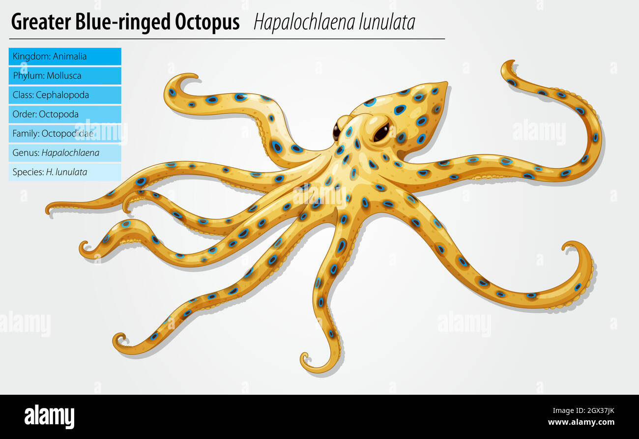 Blau-beringte Krake Stock Vektor