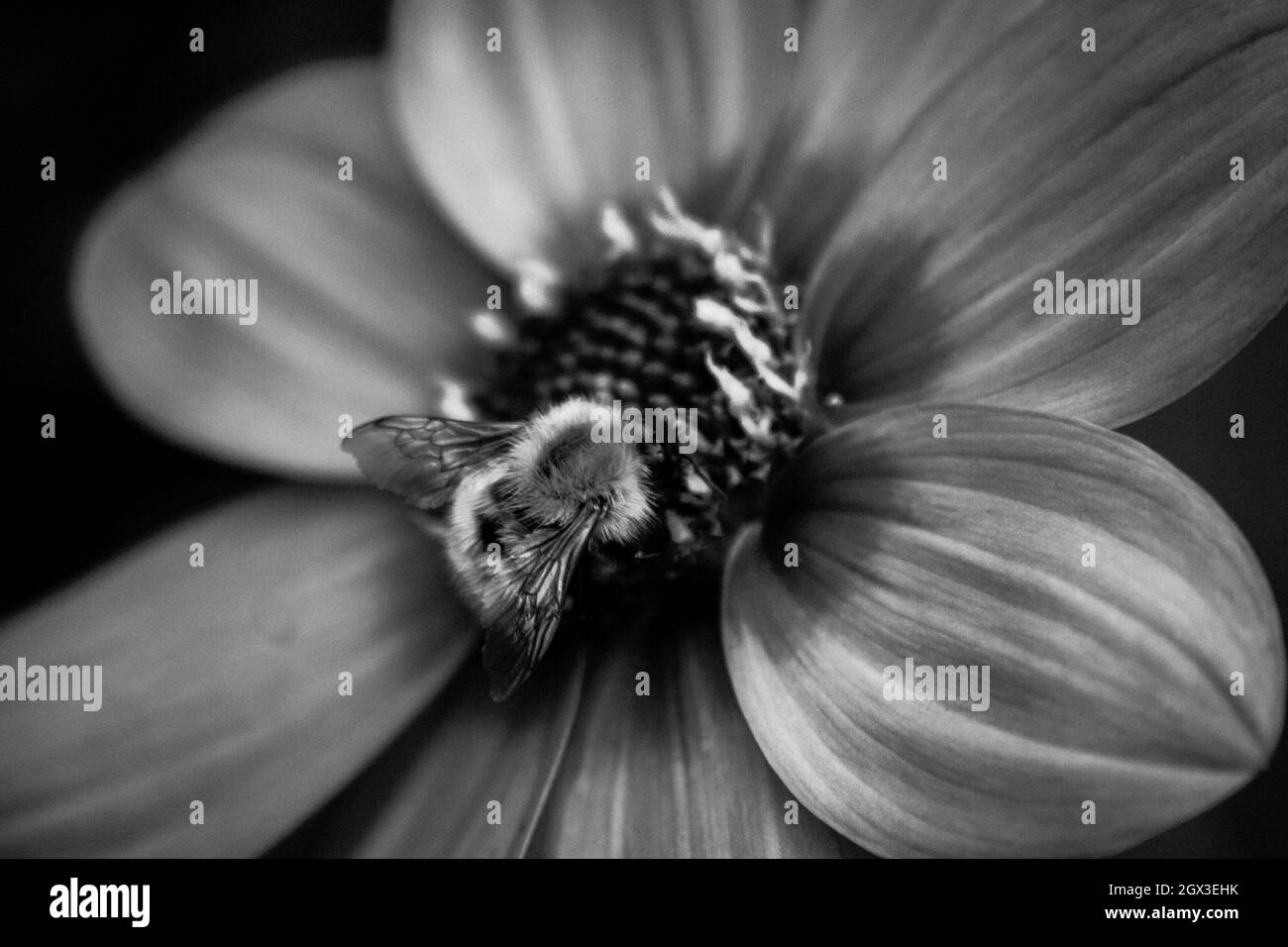 Biene auf eine Dahlie Stockfoto