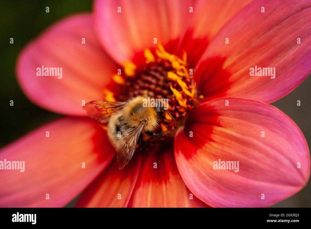 Britische Native Bee füttert Dahlien Stockfoto