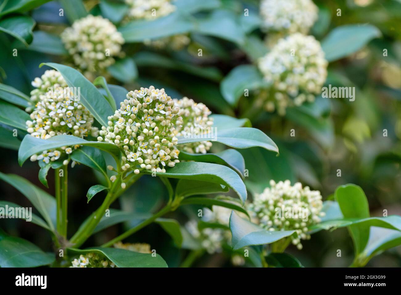 Skimmia japonica 'Fragrans' syn 'Fragrans', auch bekannt als japanische Skimmia 'Fragrans'. Duftende weiße Blüten im frühen Frühjahr. Stockfoto