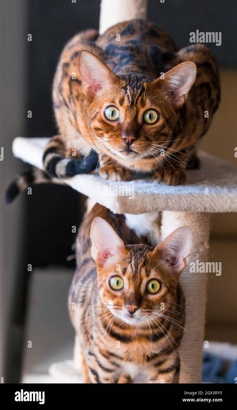 Nahaufnahme eines Porträts von bengalischen Katzen, die die Kamera betrachten. Katzen im häuslichen Interieur. Tiere und Lifestyle-Konzept Stockfoto
